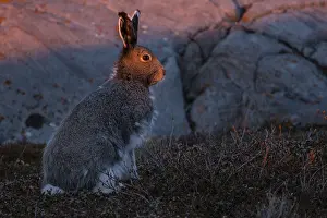 Arcticus: Arctic Hare sitting in the tundra at sunset - Arctic