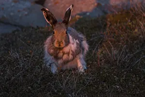 Hares: Arctic Hare sitting in the tundra at sunset - Arctic
