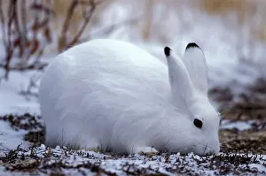 Arcticus: Arctic Hare in tundra, eating