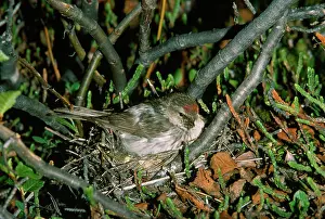 Redpolls: Arctic / Hoary Redpoll - female at nest