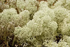 Cladonia: Arctic lichen