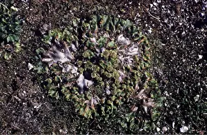 Liverworts: ARCTIC LIVERWORT