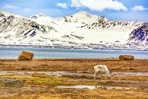 Murray Mccallum: Arctic Ocean, Svalbard Islands, Norway. Landscape view of
