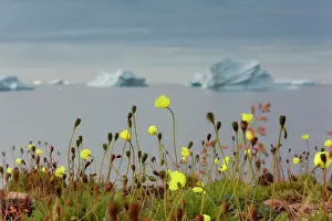 Davis: Arctic Poppy along the coast with icebergs