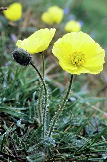 Dikson: Arctic Poppy flowering in tundra near Dikson