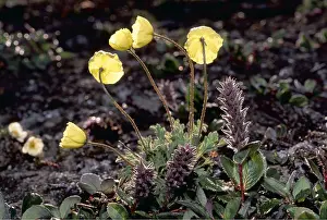 Parabolic: ARCTIC POPPY - Petals act as parabolic reflectors