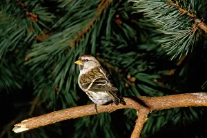 Redpolls: ARCTIC REDPOLL