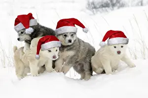 101019: Arctic / Siberian Husky - litter of four puppies