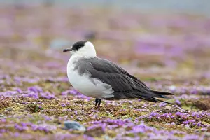 Skua: Arctic Skua 29
