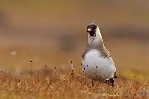 Jaeger: Arctic Skua