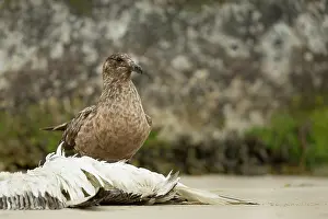 Shetlands: Arctic Skua