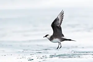 Parasitism: Arctic Skua