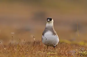 Jaeger: Arctic Skua