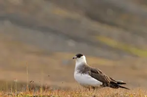 Longyearbyen: Arctic Skua