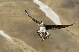 Jaeger: Arctic Skua