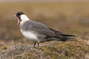 Jaeger: Arctic Skua