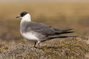 Jaeger: Arctic Skua