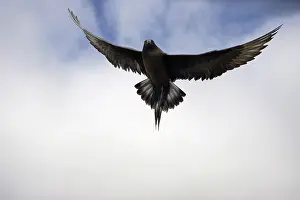 Parasiticus: Arctic Skua
