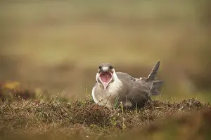 Raining: Arctic Skua