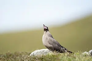Fair: Arctic Skua