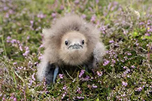 Fair: Arctic Skua
