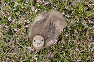 Fair: Arctic Skua