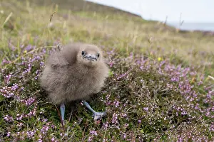Fair: Arctic Skua