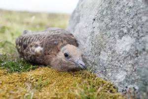 Fair: Arctic Skua