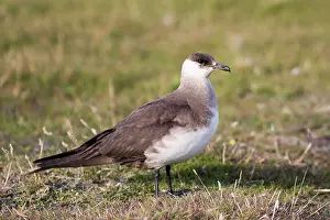 Fair: Arctic Skua