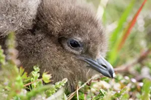 Fair: Arctic Skua