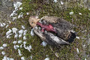 Fair: Arctic Skua
