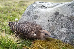 Fair: Arctic Skua