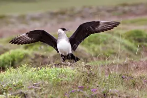 Intimidating: Arctic Skua
