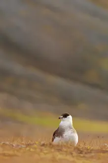 Skua: Arctic Skua