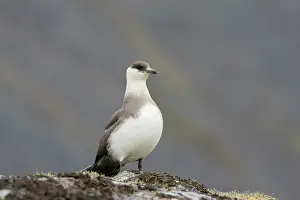 Regions: Arctic Skua - adult bird - Norway