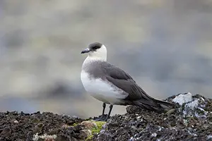 Regions: Arctic Skua - adult bird - Norway