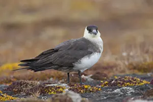 Skuas: Arctic Skua - adult bird - Svalbard, Norway