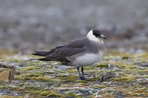 Skuas: Arctic Skua - adult bird - Svalbard, Norway