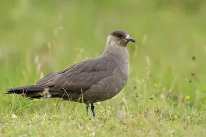 Skuas: Arctic Skua - ( dark form )