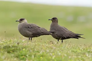 Skuas: Arctic Skua - ( dark form )