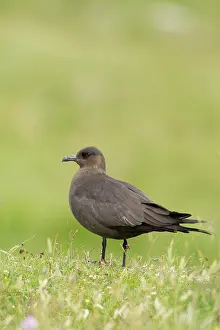 Skuas: Arctic Skua - ( dark form )