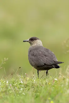 Skuas: Arctic Skua - ( dark form )