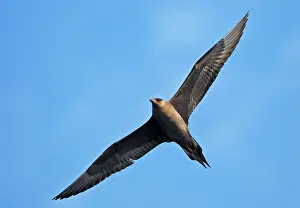 Skuas: Arctic Skua - in flight