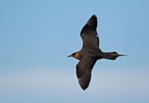 Skuas: Arctic Skua - in flight