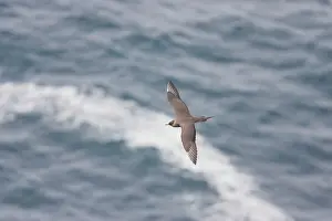 Parasiticus: Arctic Skua - in flight over sea
