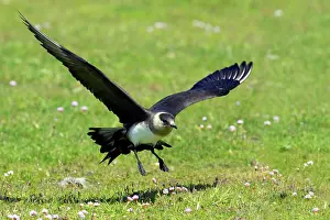 Parasiticus: Arctic Skua (Pale Phase) - Landing