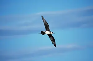 Skuas: Arctic Skua / Parasitic Jaeger