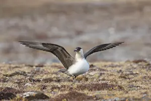 Skuas: Arctic Skua, Parasitic Jaeger - adult bird flapping