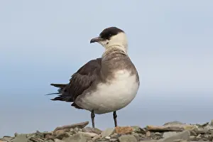 Skuas: Arctic Skua, Parasitic Jaeger - adult bird - Norway