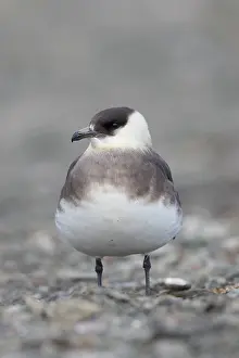 Skuas: Arctic Skua, Parasitic Jaeger - adult bird - Norway